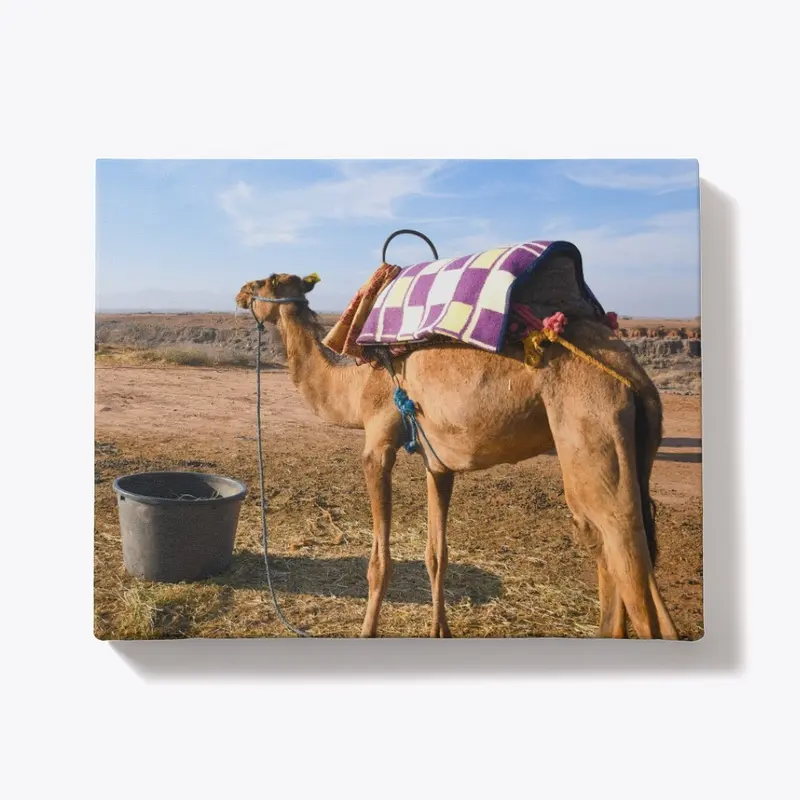 Camel