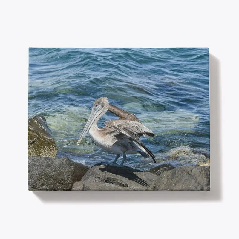 Pelican